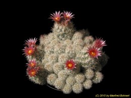 Escobaria sneedii 859